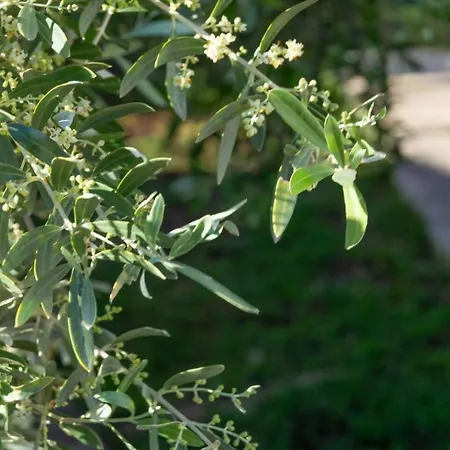 Casa Delicias • Pisc. Privada • Playa • Bbq • 6Pax *